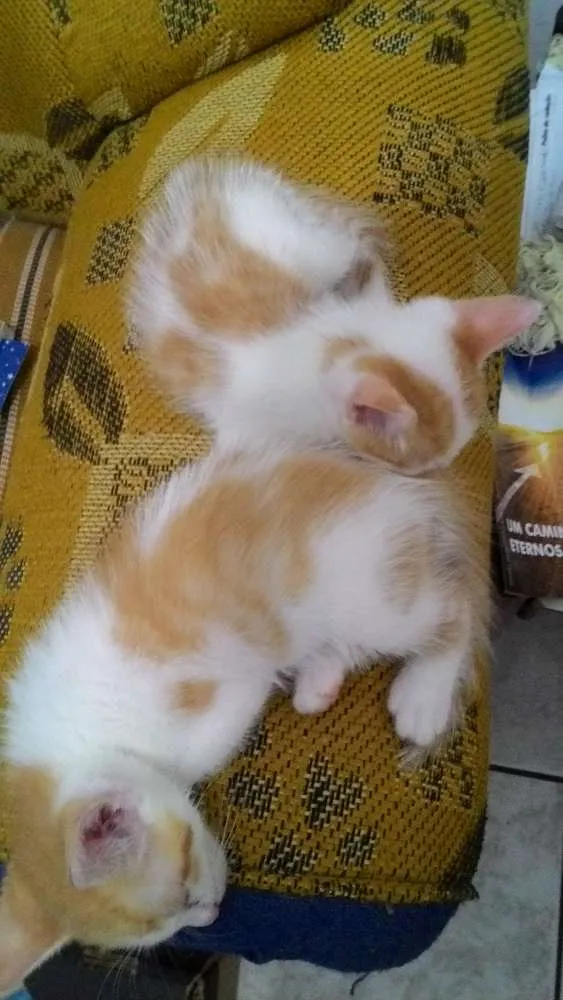 Gato ra a  idade Abaixo de 2 meses nome sem nome