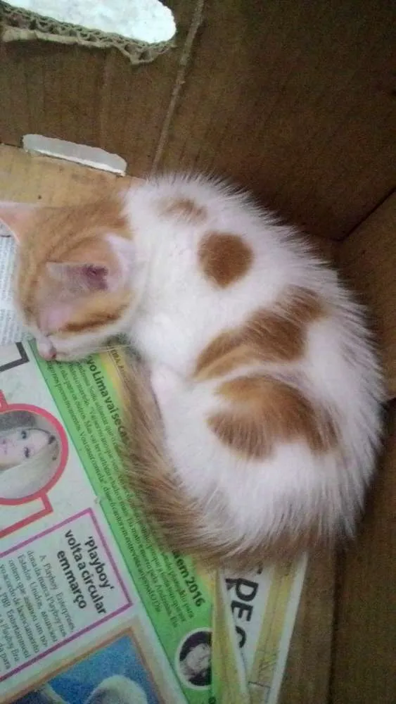 Gato ra a  idade Abaixo de 2 meses nome sem nome