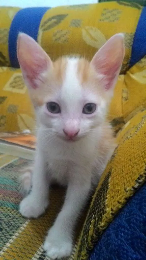 Gato ra a  idade Abaixo de 2 meses nome sem nome