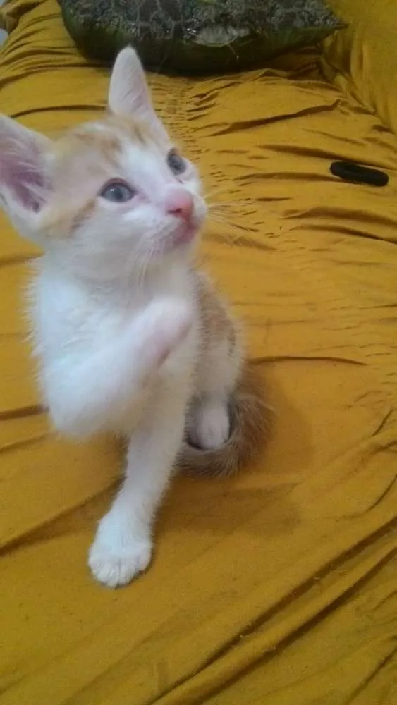 Gato ra a  idade Abaixo de 2 meses nome sem nome
