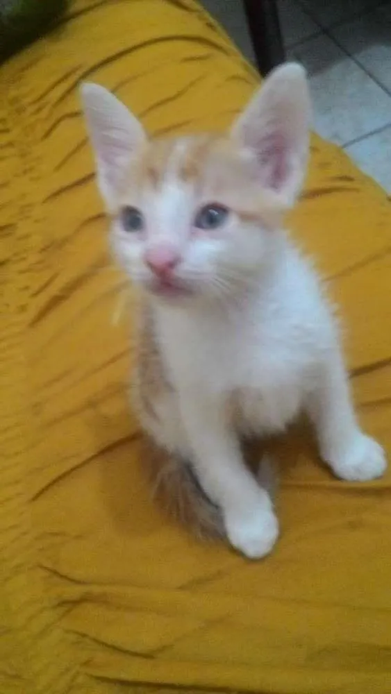 Gato ra a  idade Abaixo de 2 meses nome sem nome