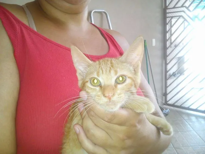 Gato ra a SRD idade 2 a 6 meses nome sem nome