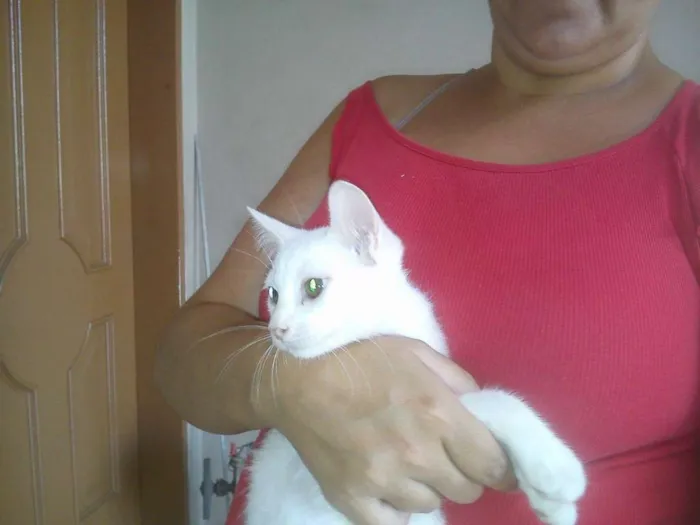 Gato ra a SRD idade 2 a 6 meses nome sem nome