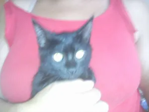 Gato raça SRD idade 2 a 6 meses nome sem nome