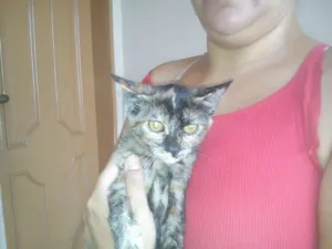 Gato raça SRD idade 2 a 6 meses nome sem nome