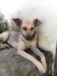 Sofia
