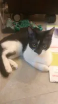 Pitiko