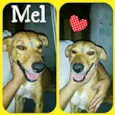 mel