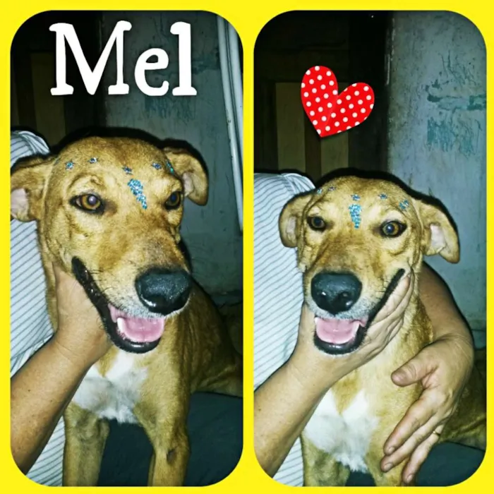 Cachorro ra a SRD idade 2 anos nome mel