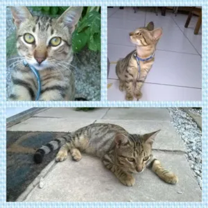Gato raça SRD idade 7 a 11 meses nome Jamelão