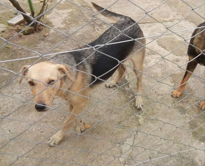 Cachorro raça vira lata idade 2 anos nome Judy