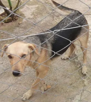 Cachorro raça vira lata idade 2 anos nome Judy