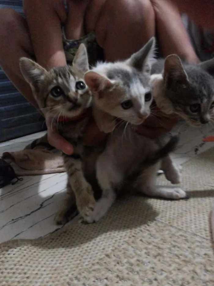 Gato ra a vira lata idade Abaixo de 2 meses nome vaca e filhotes