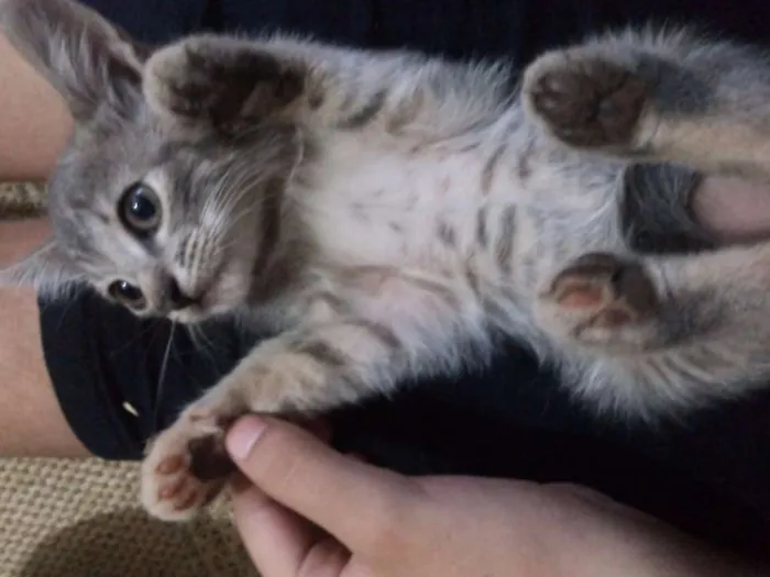 Gato ra a vira lata idade Abaixo de 2 meses nome vaca e filhotes