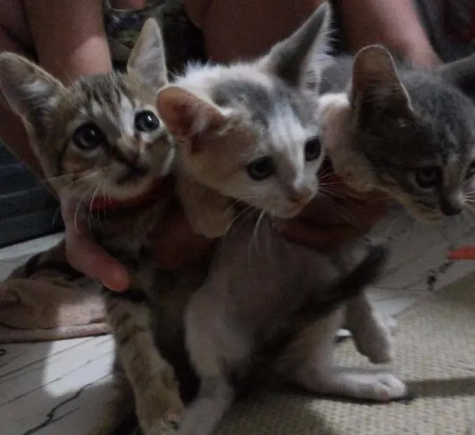 Gato ra a vira lata idade Abaixo de 2 meses nome vaca e filhotes