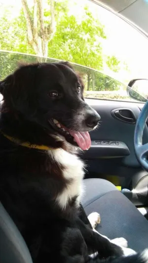 Cachorro raça Mestiço Border Collie idade 1 ano nome Simba