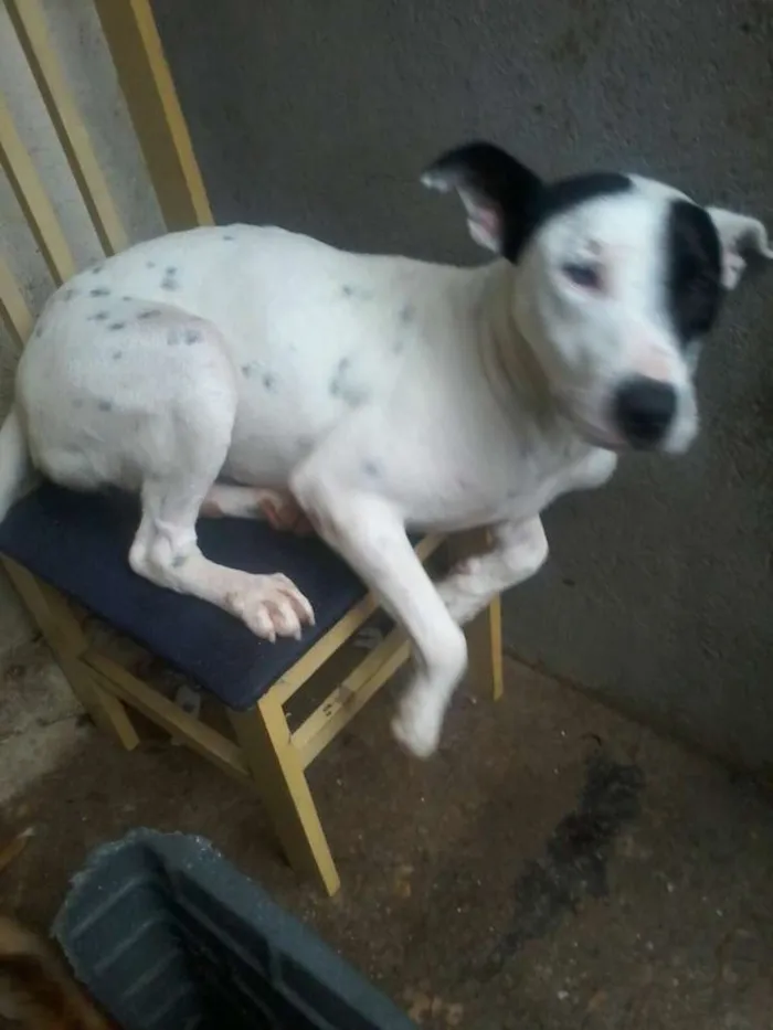 Cachorro ra a Mix pit bull idade 1 ano nome Patones 