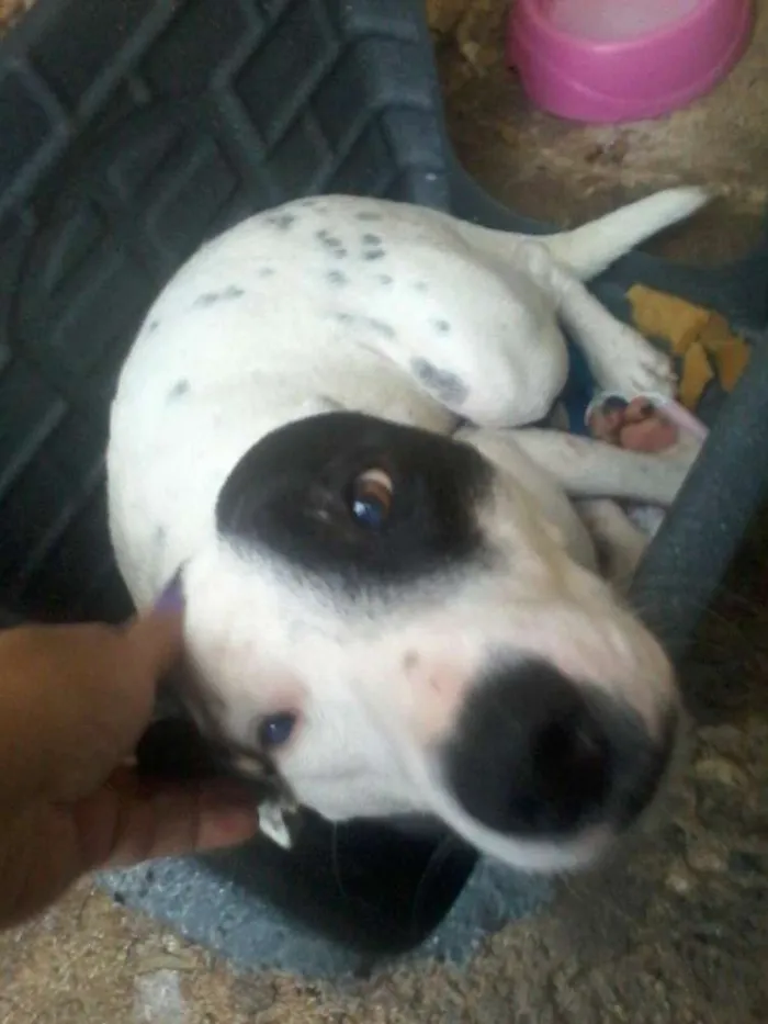 Cachorro ra a Mix pit bull idade 1 ano nome Patones 