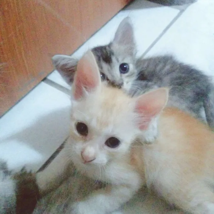 Gato raça SRD idade 2 a 6 meses nome Sem Nome <3 