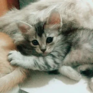 Gato raça SRD idade 2 a 6 meses nome Sem Nome <3 