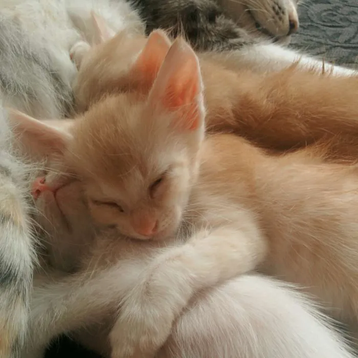 Gato raça SRD idade 2 a 6 meses nome Sem Nome <3 