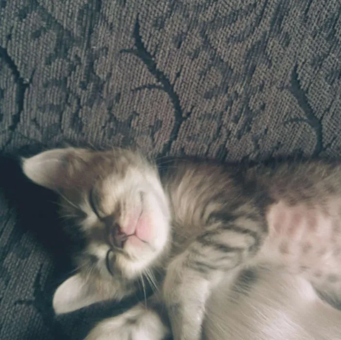 Gato raça SRD idade 2 a 6 meses nome Sem Nome <3 