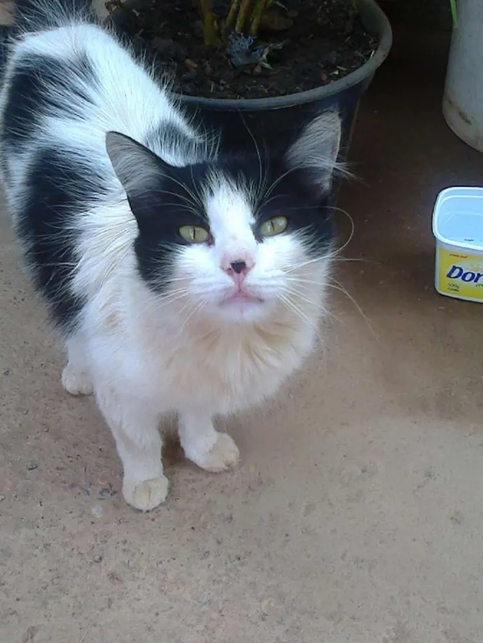 Gato ra a vira lata idade Abaixo de 2 meses nome vaca e filhotes