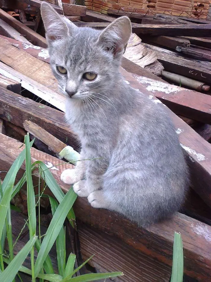 Gato ra a vira lata idade Abaixo de 2 meses nome vaca e filhotes