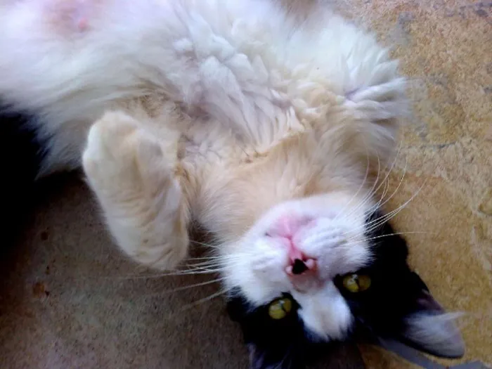 Gato ra a vira lata idade Abaixo de 2 meses nome vaca e filhotes