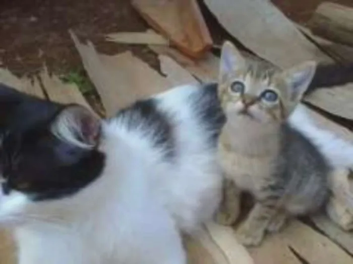 Gato ra a vira lata idade Abaixo de 2 meses nome vaca e filhotes