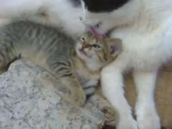 Gato ra a vira lata idade Abaixo de 2 meses nome vaca e filhotes
