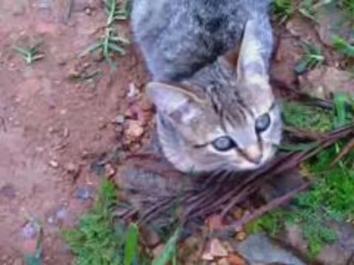 Gato ra a vira lata idade Abaixo de 2 meses nome vaca e filhotes