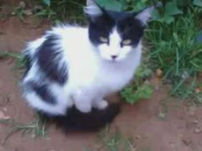 Gato ra a vira lata idade Abaixo de 2 meses nome vaca e filhotes
