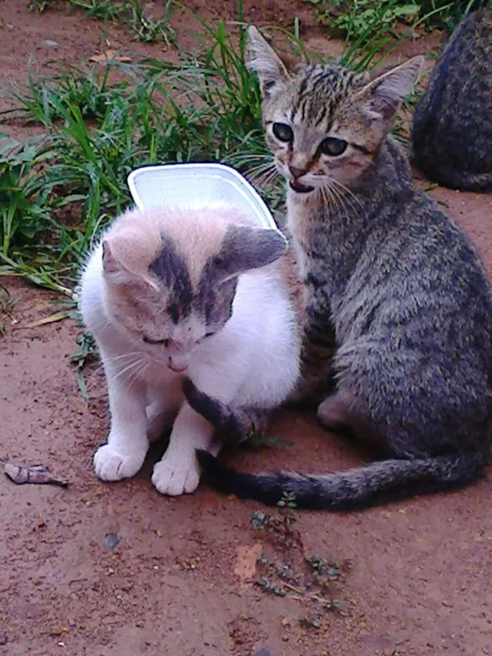 Gato ra a vira lata idade Abaixo de 2 meses nome vaca e filhotes