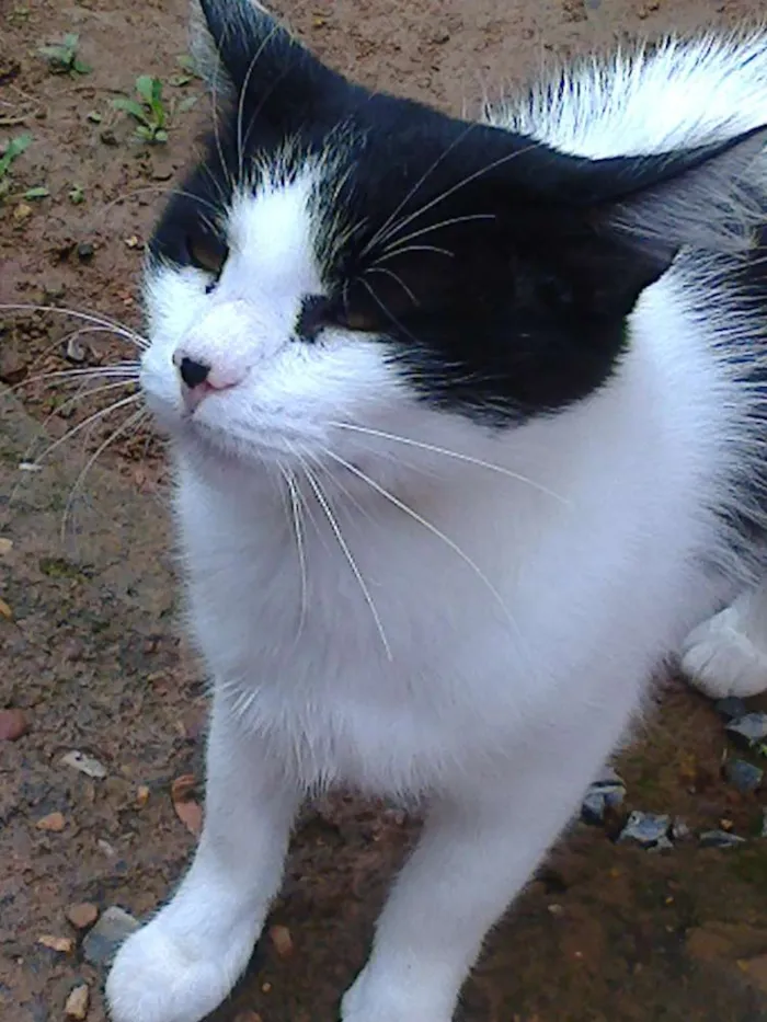 Gato ra a vira lata idade Abaixo de 2 meses nome vaca e filhotes