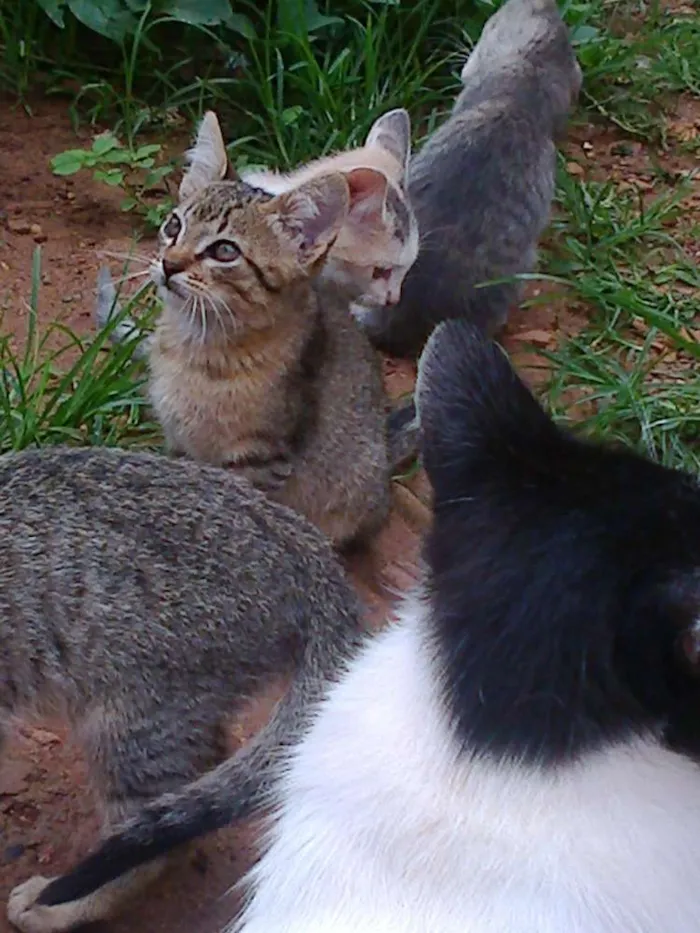 Gato ra a vira lata idade Abaixo de 2 meses nome vaca e filhotes