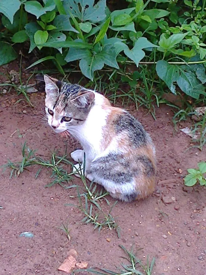 Gato ra a vira lata idade Abaixo de 2 meses nome vaca e filhotes