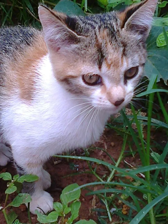 Gato ra a vira lata idade Abaixo de 2 meses nome vaca e filhotes