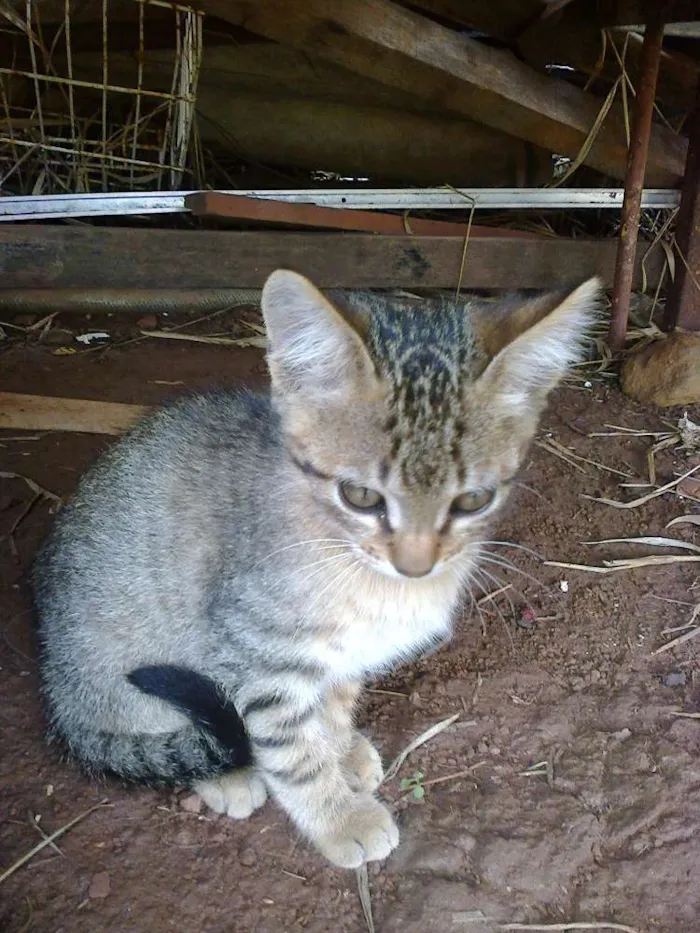 Gato ra a vira lata idade Abaixo de 2 meses nome vaca e filhotes