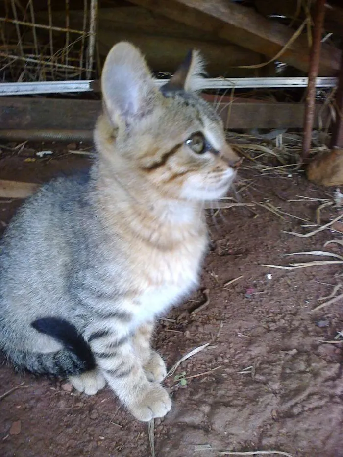 Gato ra a vira lata idade Abaixo de 2 meses nome vaca e filhotes