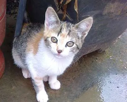 Gato ra a vira lata idade Abaixo de 2 meses nome vaca e filhotes