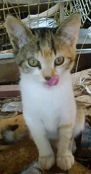 Gato ra a vira lata idade Abaixo de 2 meses nome vaca e filhotes