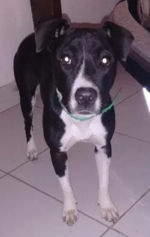 Cachorro raça staffordshire bull terrier idade 7 a 11 meses nome Ronda