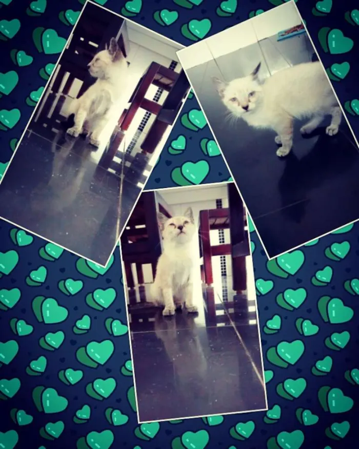 Gato ra a  idade 2 a 6 meses nome Sem Nomes 
