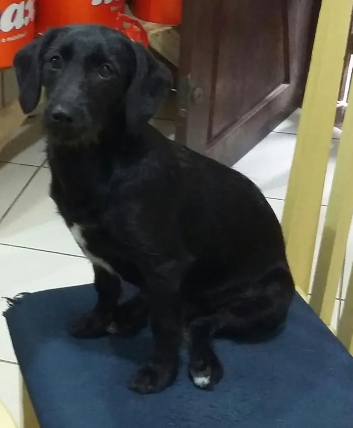 Cachorro ra a SRD idade 2 a 6 meses nome Ariel