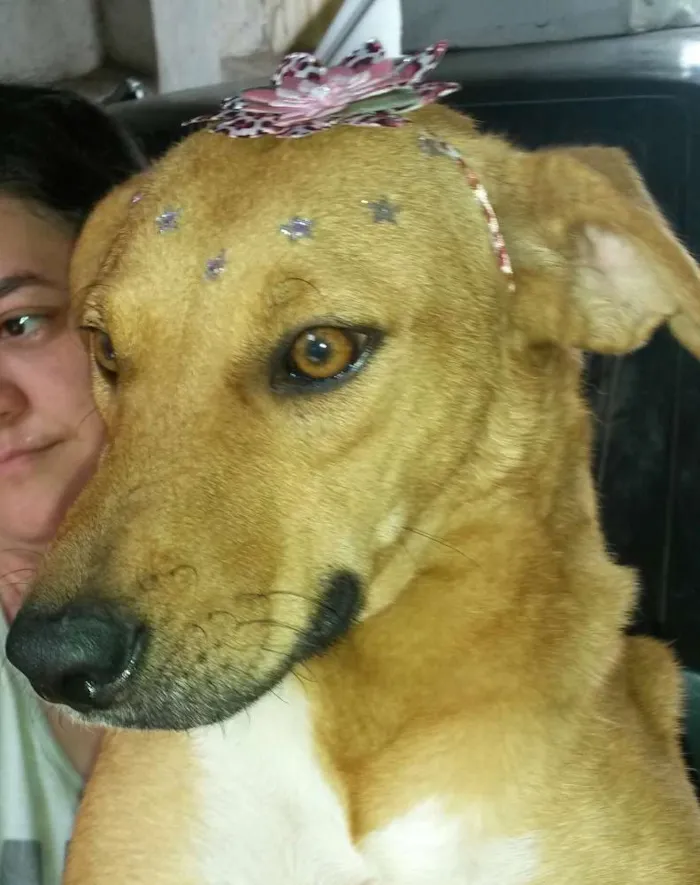 Cachorro ra a SRD idade 2 anos nome mel