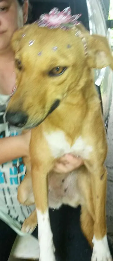 Cachorro ra a SRD idade 2 anos nome mel