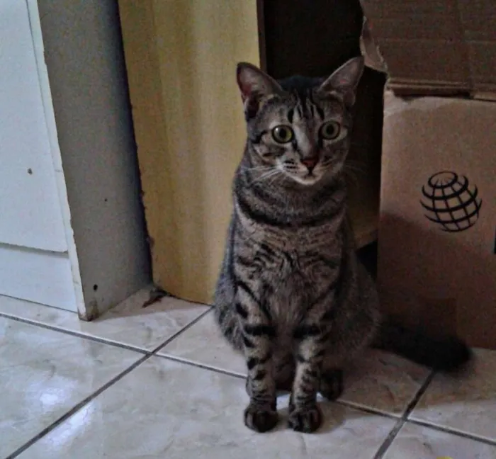 Gato raça SRD idade 2 anos nome Helga