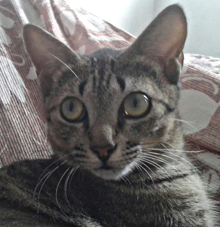 Gato raça SRD idade 2 anos nome Helga