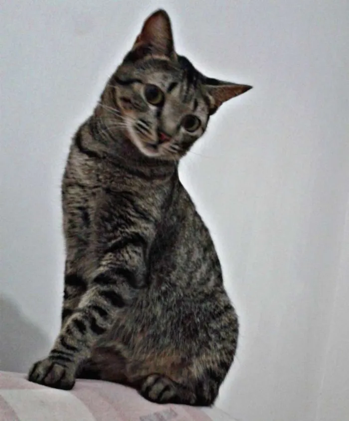 Gato raça SRD idade 2 anos nome Helga